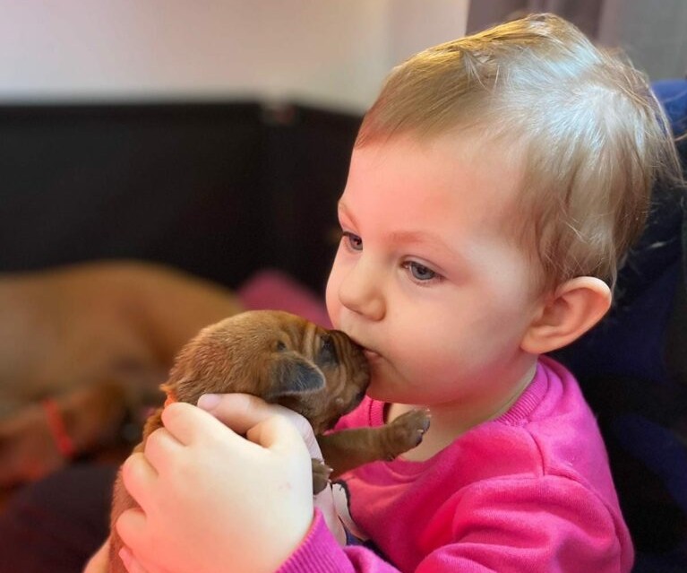 Hodowla Rhodesian Ridgeback Mudiwa Feza – hodowla psów rasowych, zdrowe szczenięta