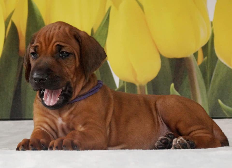 Szczenięta Rhodesian Ridgeback z naszej hodowli